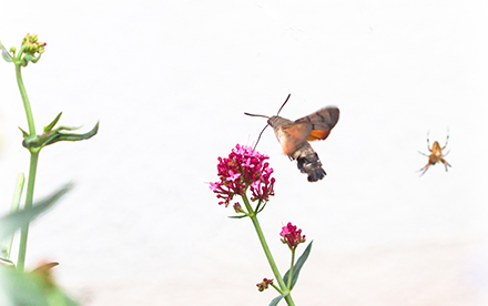 Photo en couleur de Marilg : gros plan d'un oiseau butinant une fleur avec une araignée en second plan.
