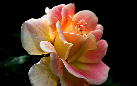 Photo en couleur de Marilg : gros plan d'une rose rose et jaune sur fond noir.