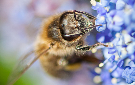 Photo en couleur de Marilg : gros plan d'une abeille butinant une fleur bleue.