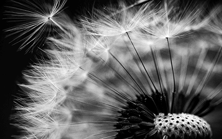 Photo en noir et blanc de Marilg : gros plan d'une fleur de pissenlit sur fond noir.